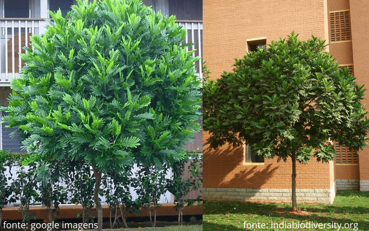 Image Name Japanese fern tree Characteristics