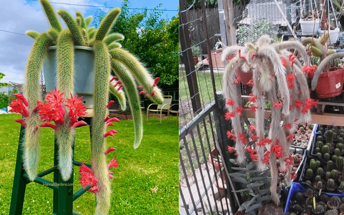 Image Name Monkey Tail Cactus 01