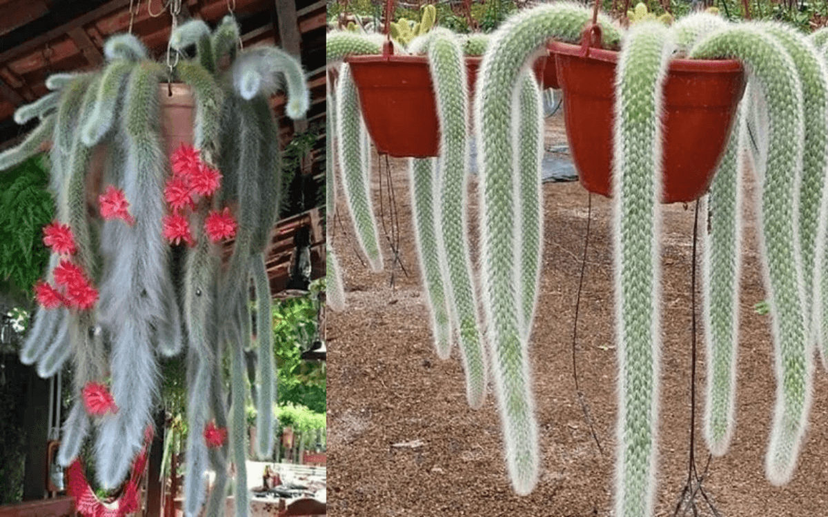 Image Name Monkey Tail Cactus 02