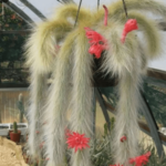 Monkey Tail Cactus: How to Care and Propagate