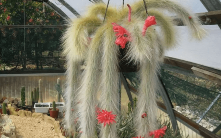 Monkey Tail Cactus: How to Care and Propagate