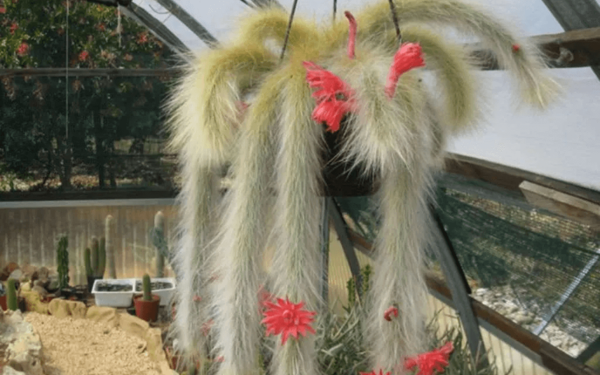 Monkey tail cactus – featured image