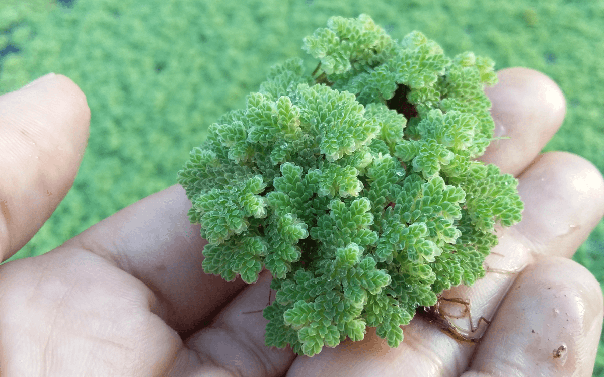 Image Name Mosquito fern