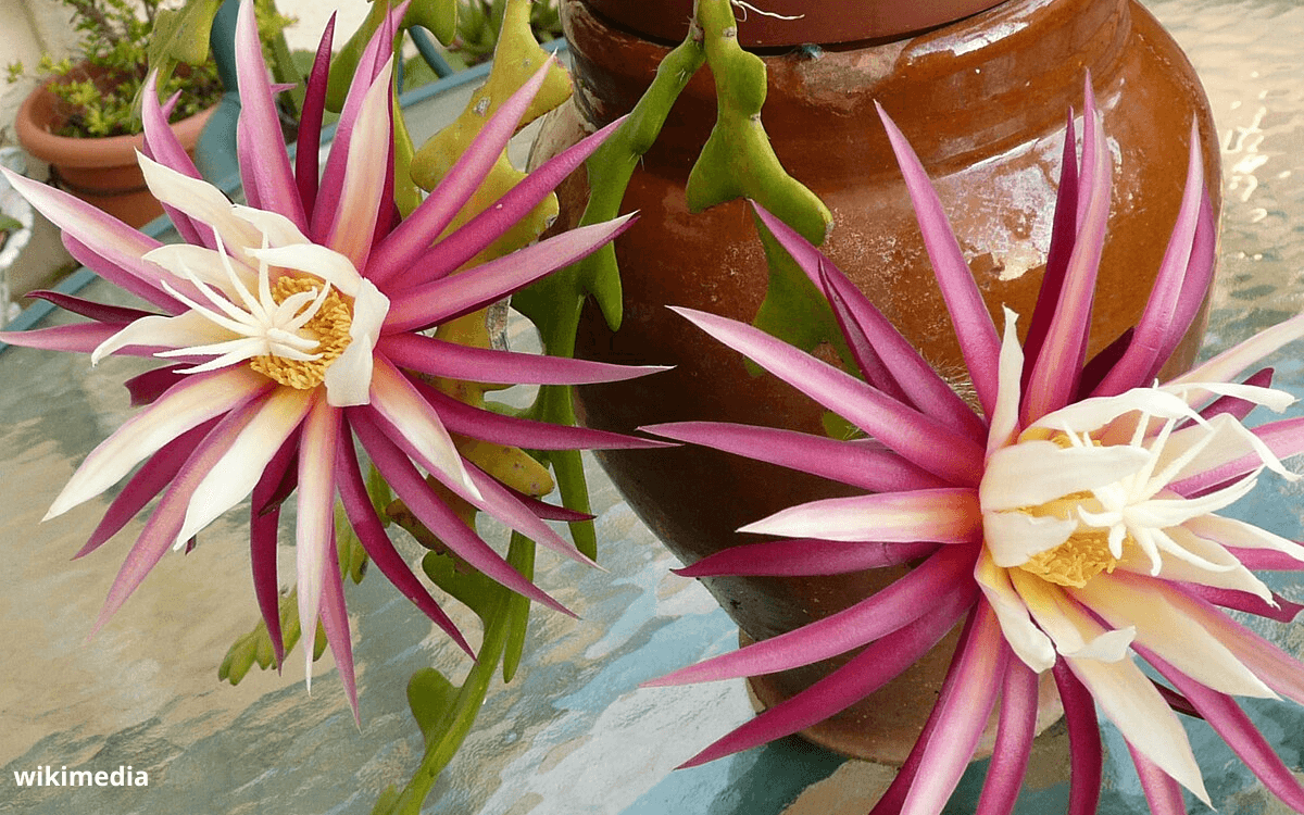 Image Name Selenicereus anthonyanus