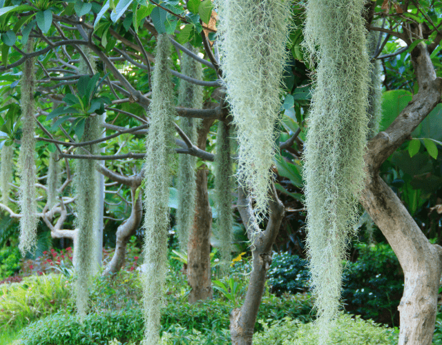 Image Name Spanish Moss Hanging Plant