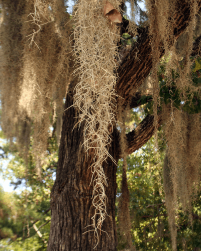 Image Name Spanish moss in nature