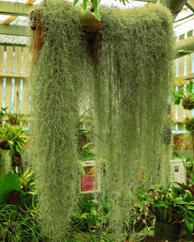 Image Name Spanish moss on the trunk of a tree
