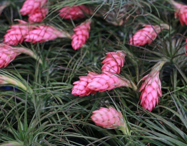 Image Name Stricta Air Plant Tillandsia stricta