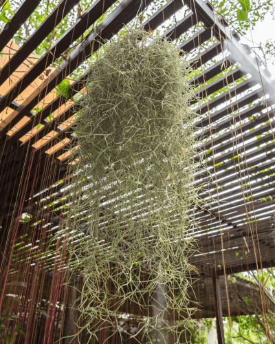 Image Name Tillandsia Usneoides hanging