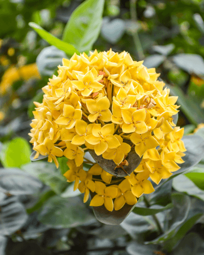 Image Name Yellow Ixora West Indian Jasmine