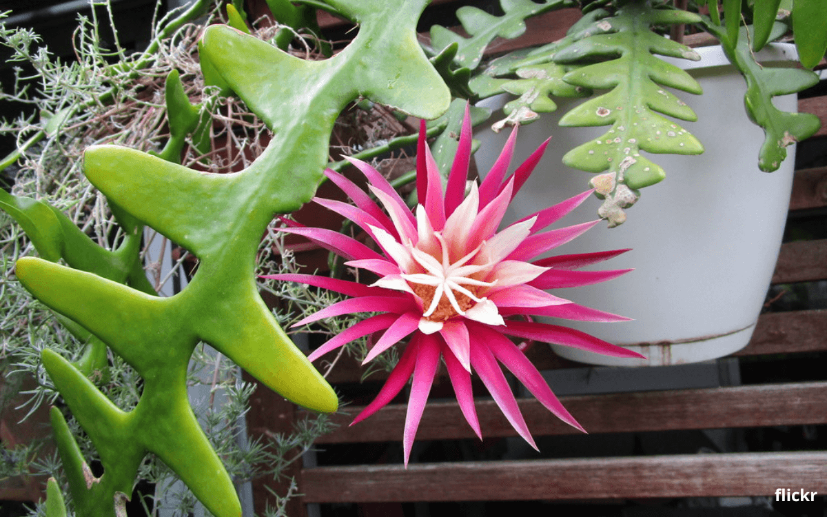 Image Name fishbone cactus