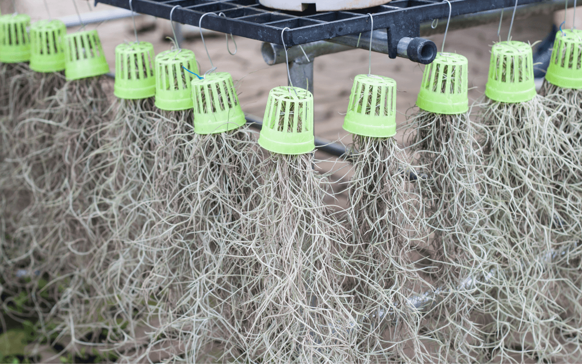 Image Name spanish moss featured