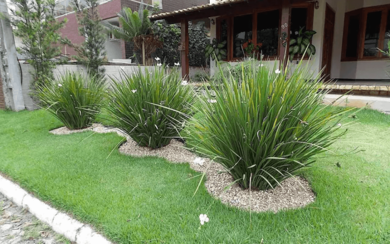 African Iris: How to Care and Propagate