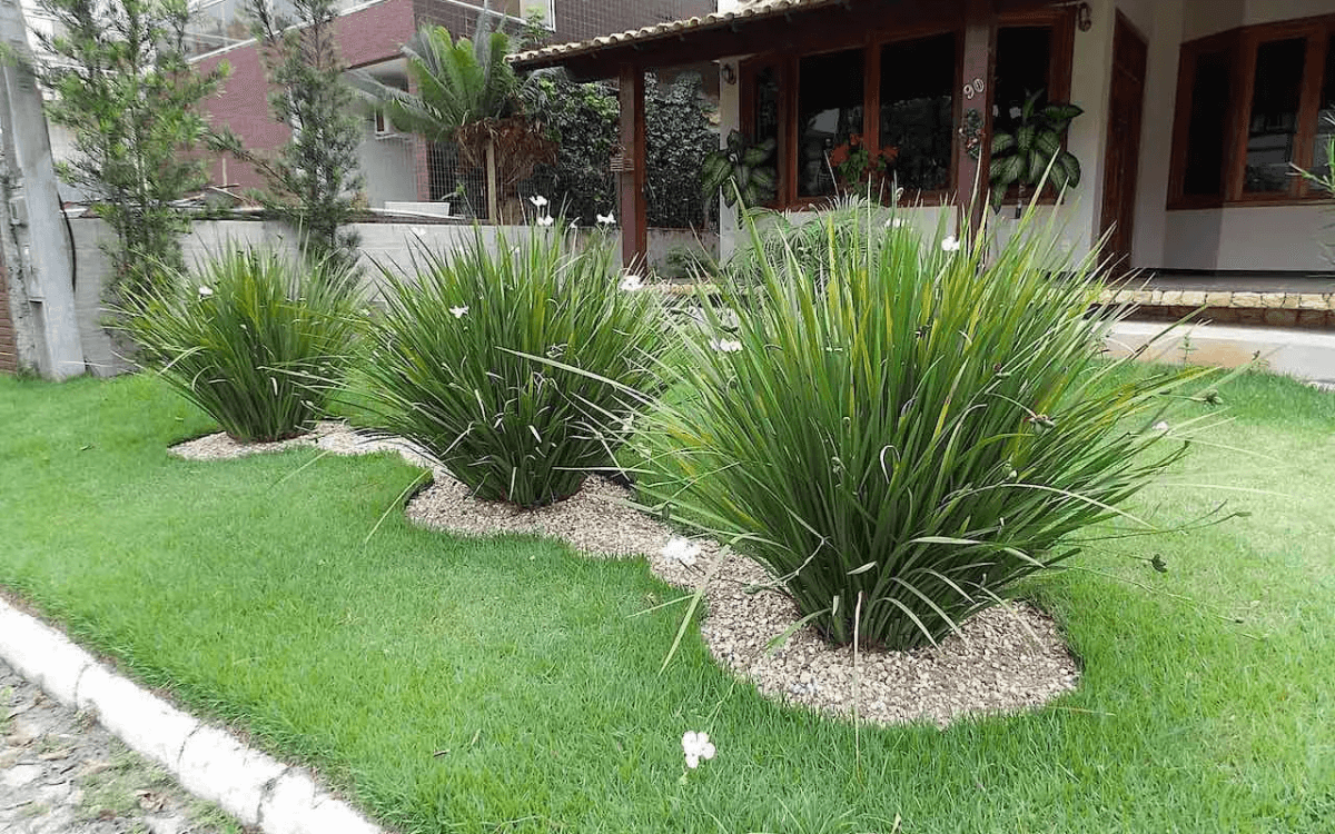 Image Name African Iris in a garden 02