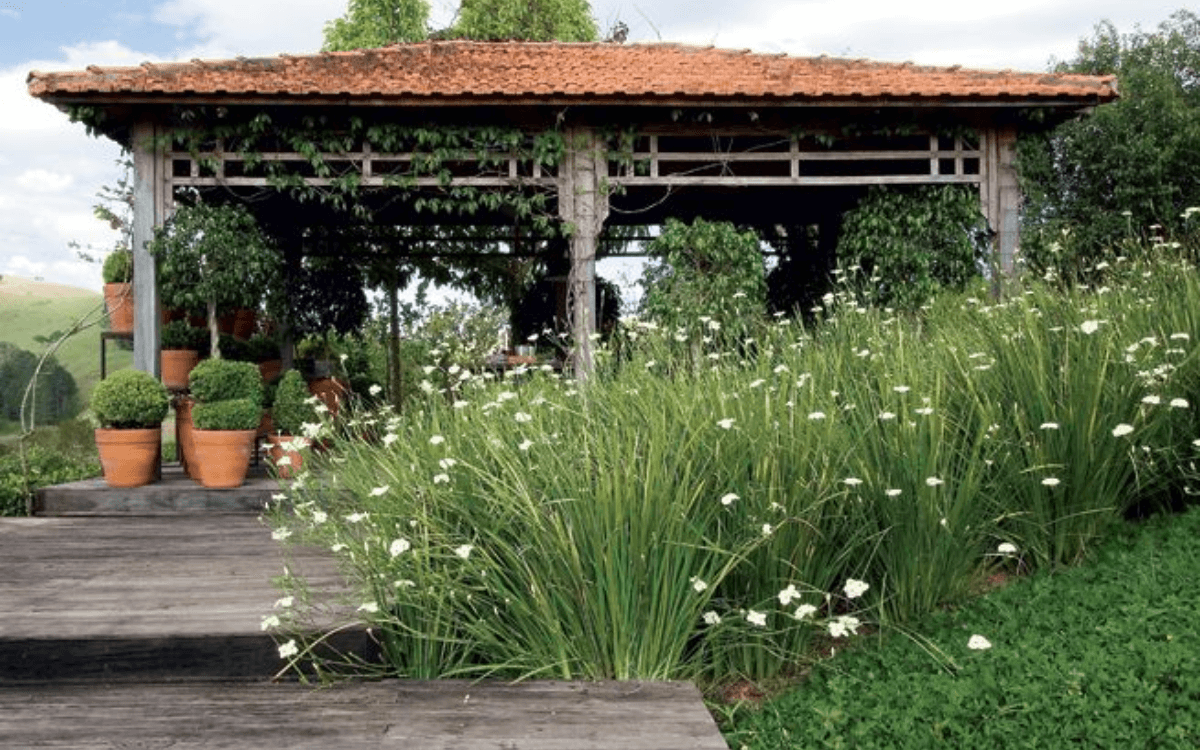 Image Name African Iris in a garden