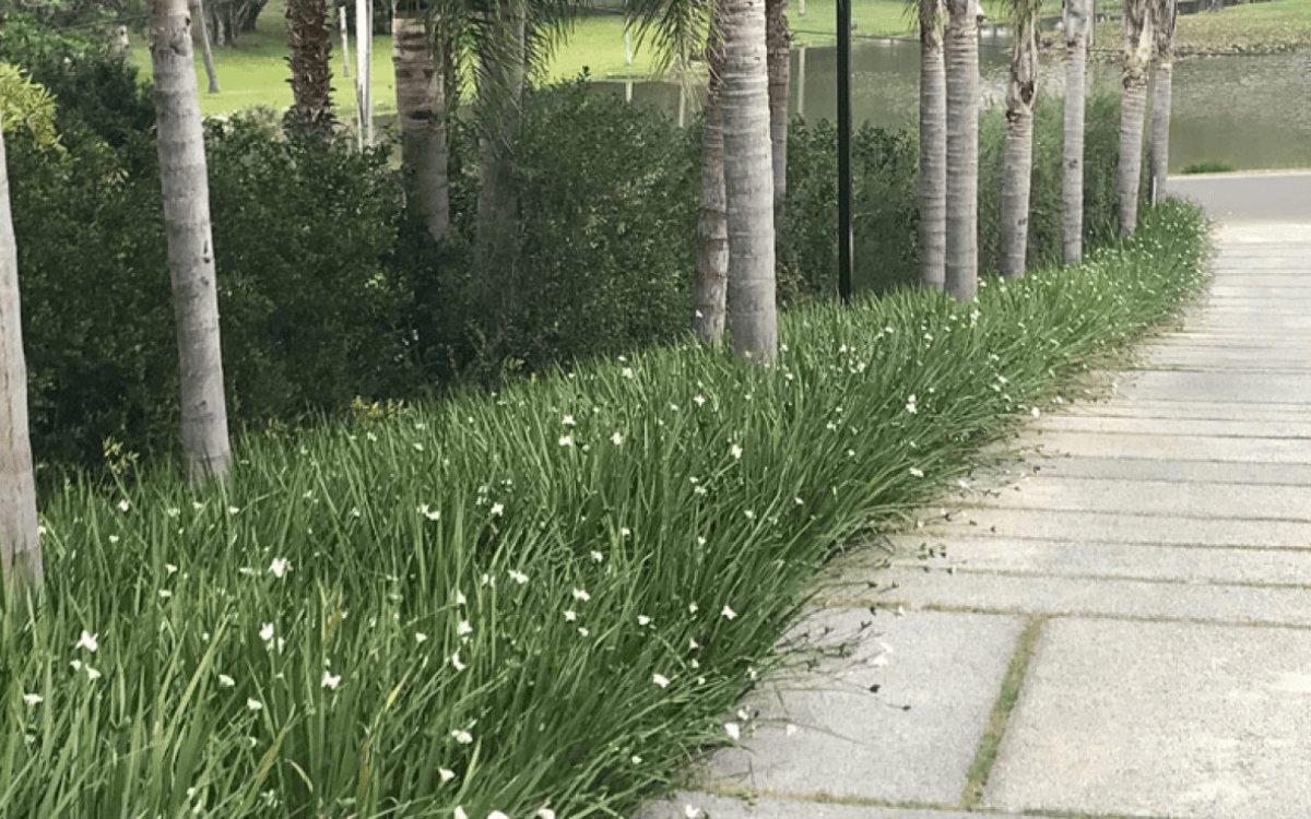 Image Name African Iris in decoration