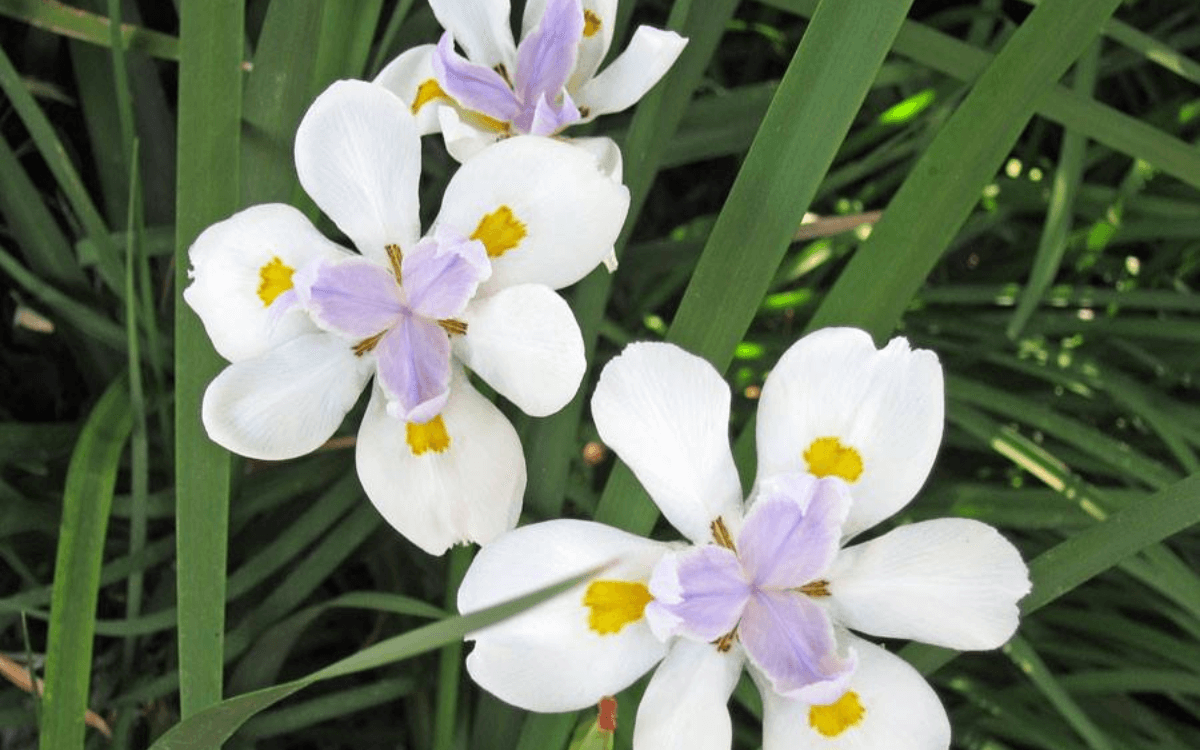 Image Name African Iris white flower