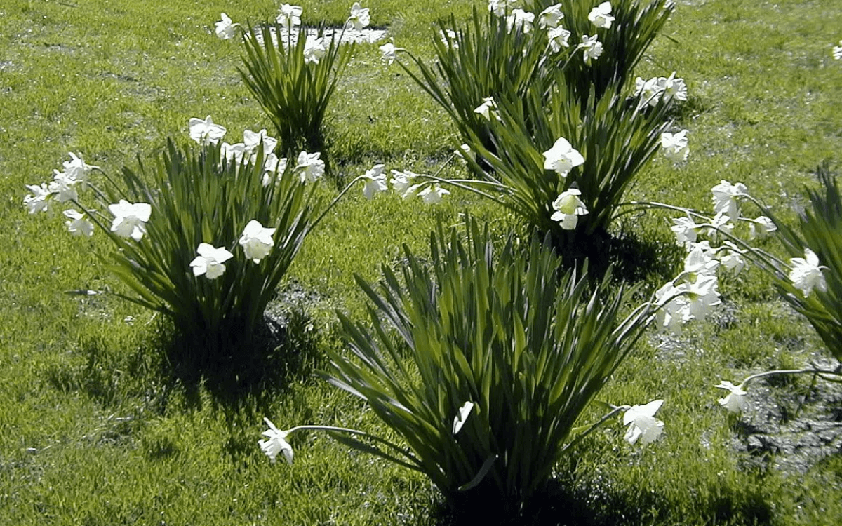 Image Name African Iris with flowers