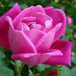 China Rose (Rosa chinensis): 8-Step Care Guide