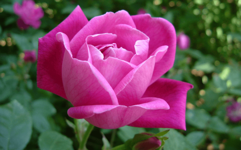 China Rose (Rosa chinensis): 8-Step Care Guide