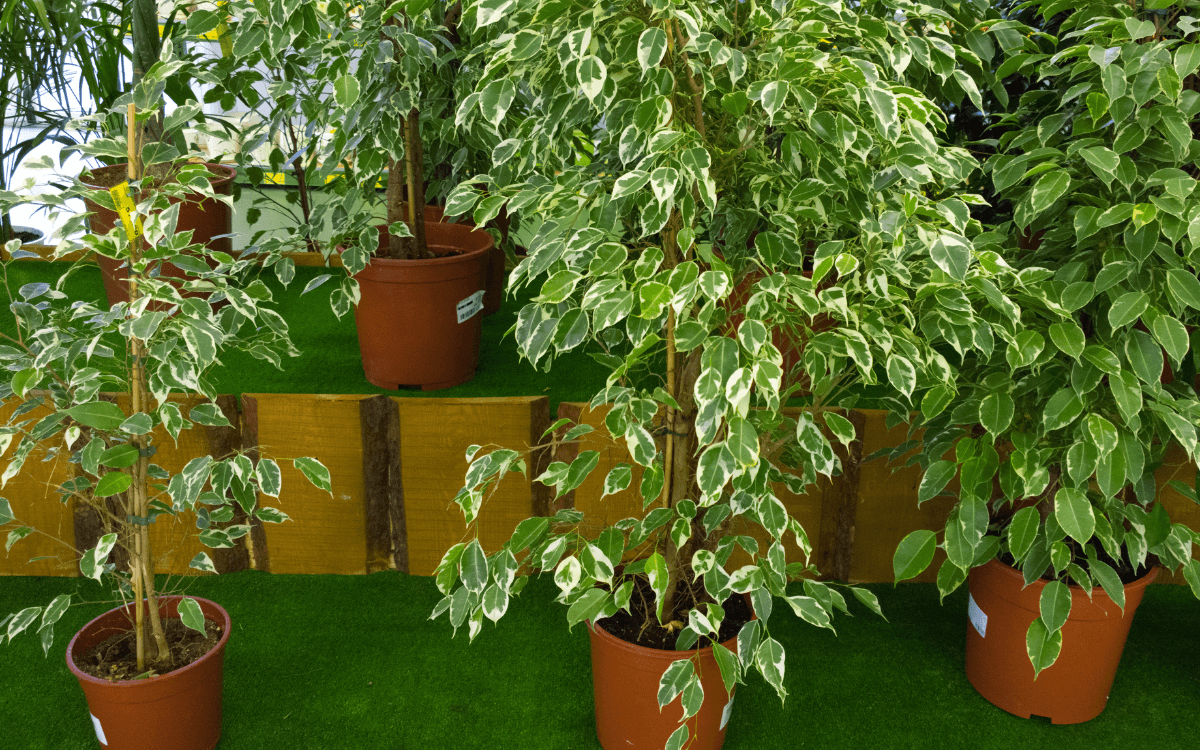 Image Name Ficus Benjamina 01