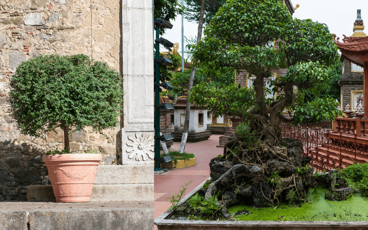 Image Name Ficus Benjamina 02