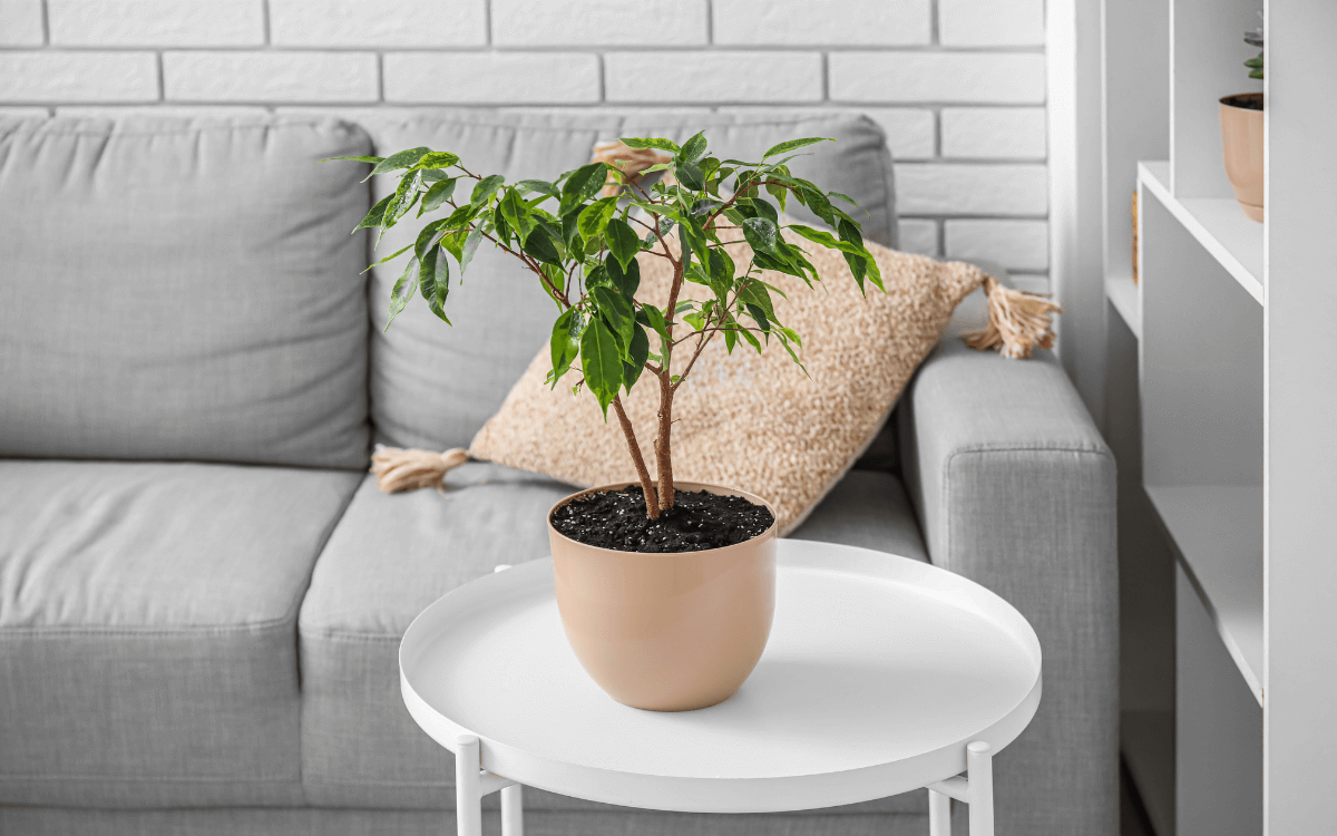 Image Name Ficus Benjamina 03