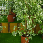 Ficus Benjamina (Weeping Fig): Plant Info and Care