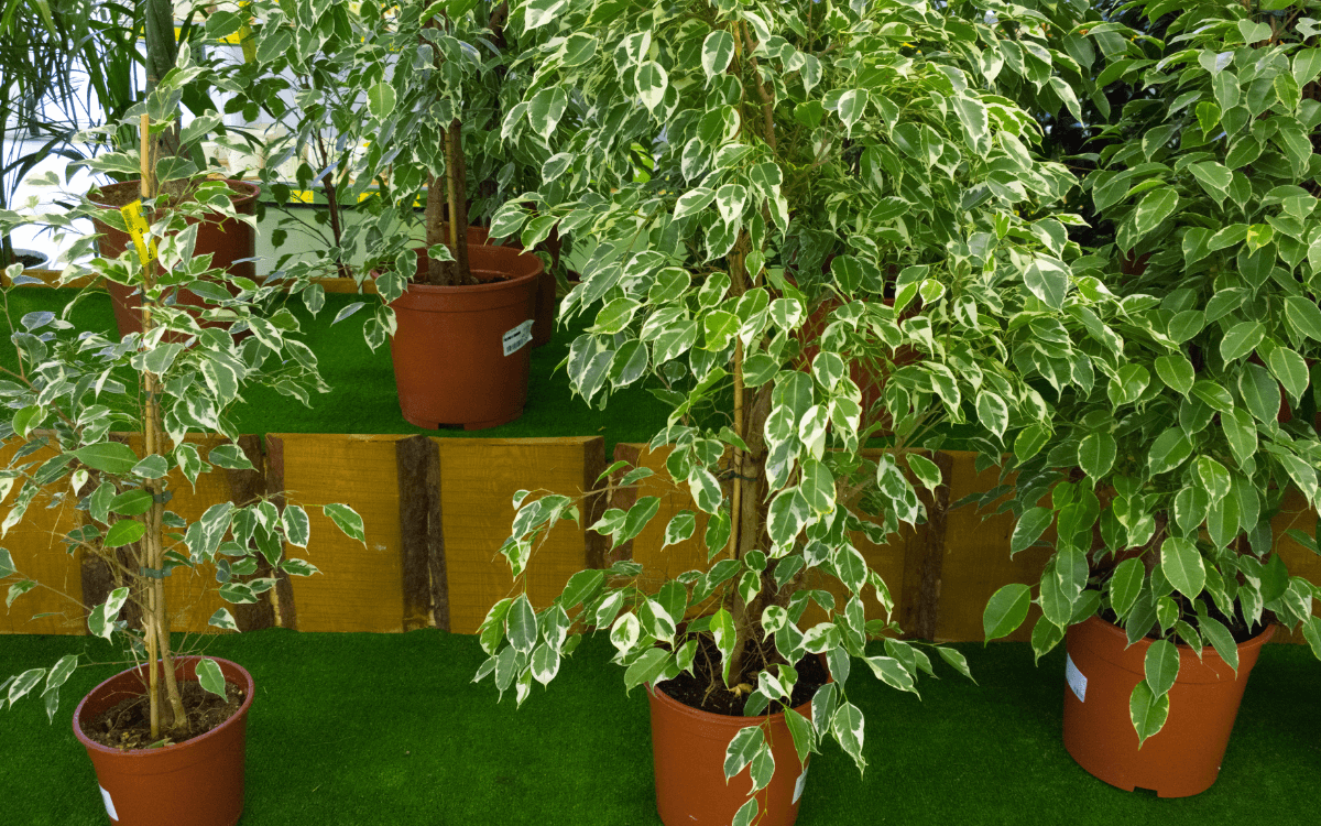 Ficus-Benjamina-featured-image