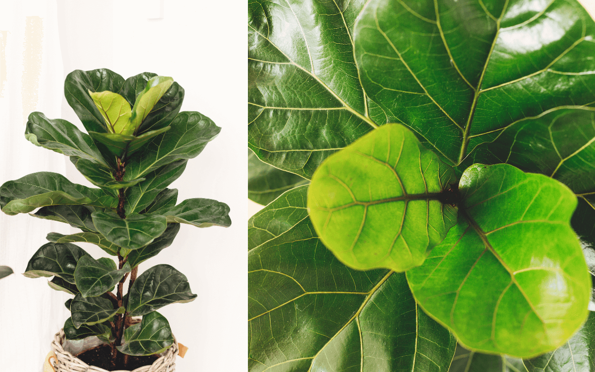 Image Name Ficus Lyrata leaves