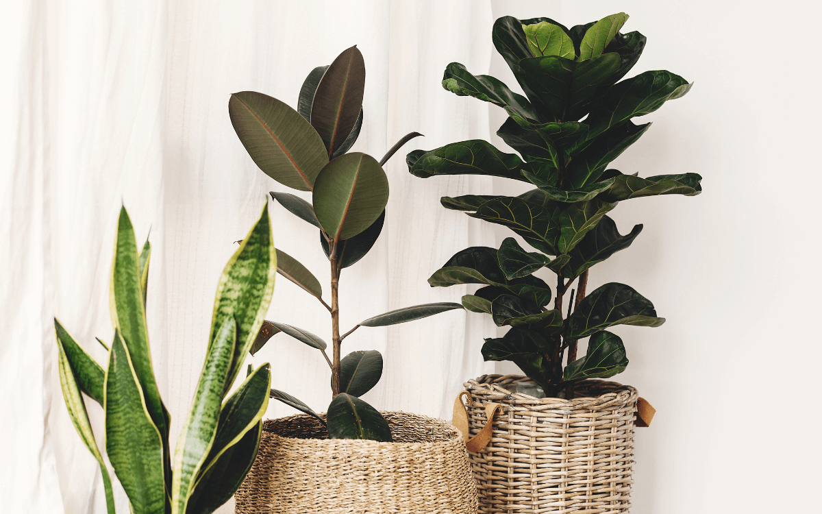 Image Name Ficus Lyrata planted in pots