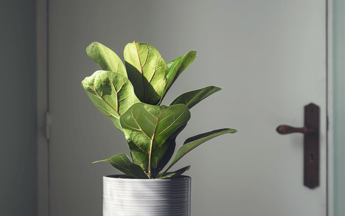 Image Name Ficus Lyrata