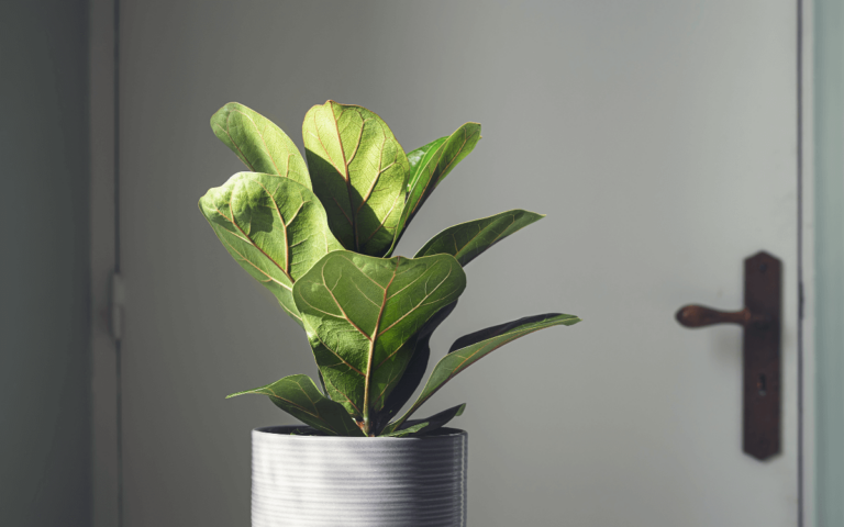 Ficus Lyrata (Fiddle-leaf fig): 7-Step Care Guide