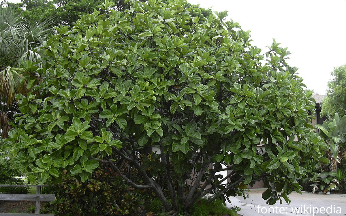 Image Name Ficus lyrata grown outside tree