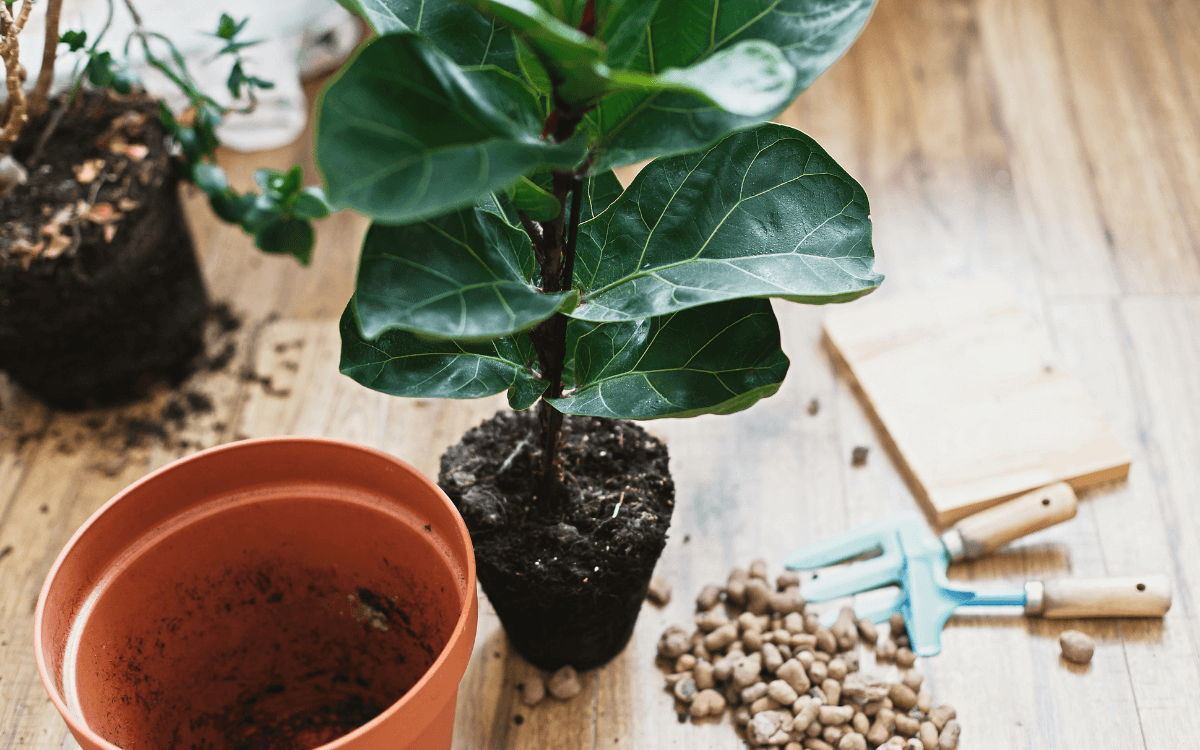 Image Name How to transplant ficus lyrata
