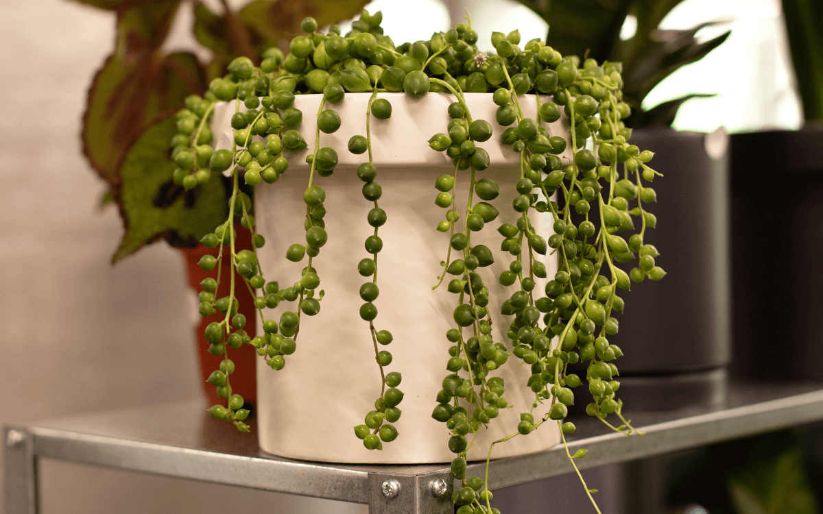 Image Name Leaves of the string of pearls plant