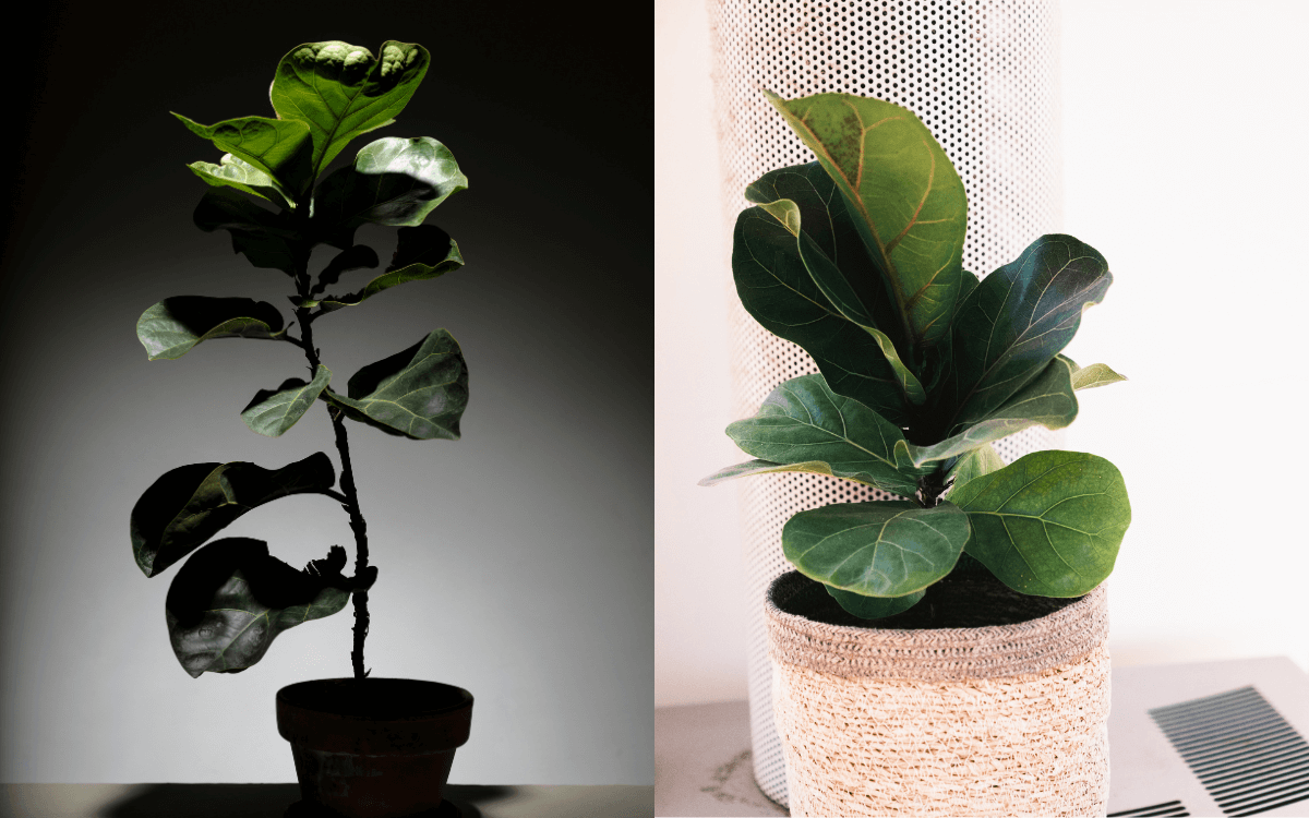 Image Name Lighting for the ficus lyrata