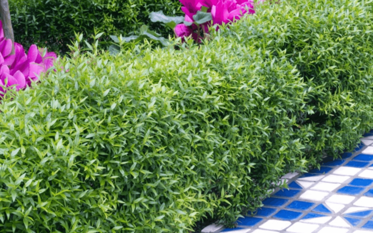 Myrtle (Myrtus communis): Characteristics and Care