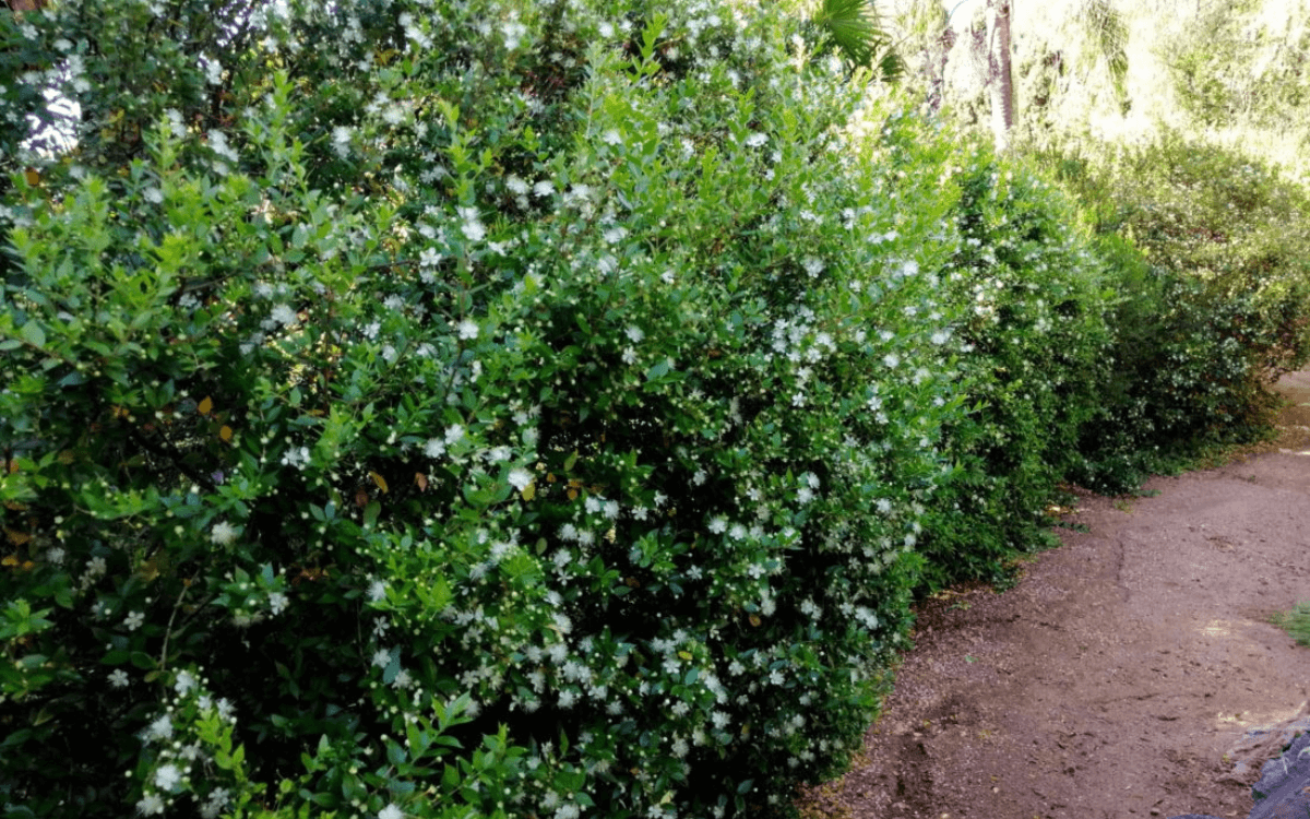 Image Name Myrtle in a garden