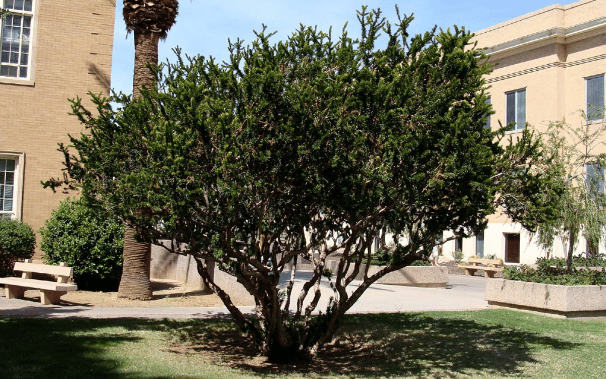 Image Name Myrtle tree