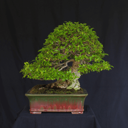 Image Name Myrtus communis as bonsai