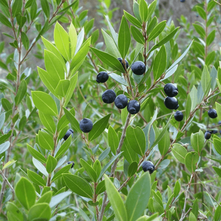Image Name Myrtus communis fruits