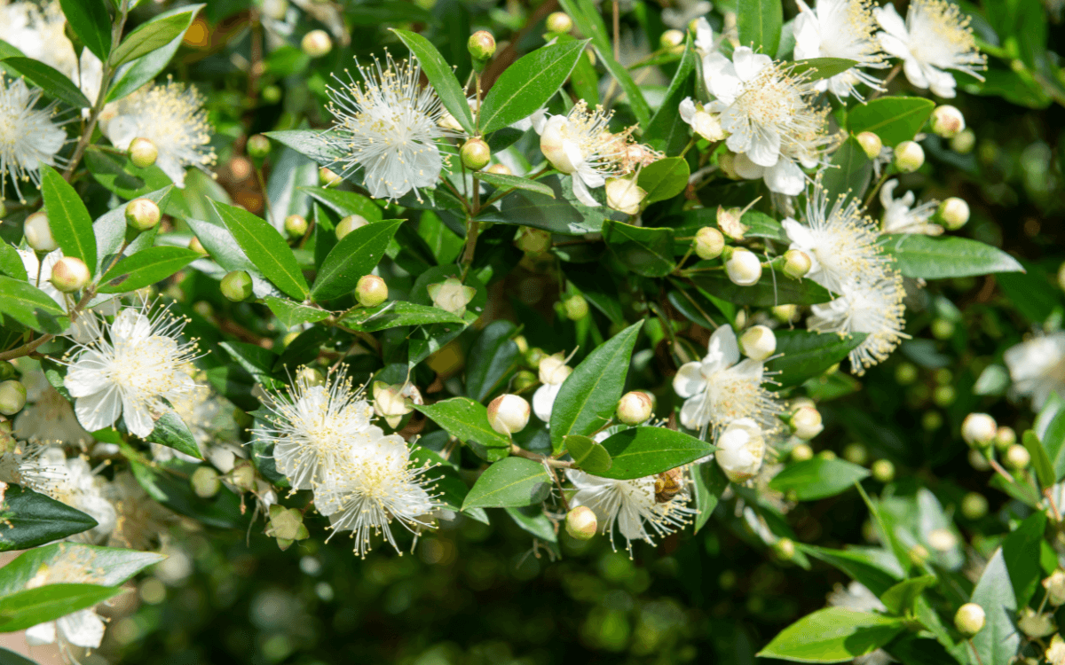 Image Name Myrtus communis leaves and flowers