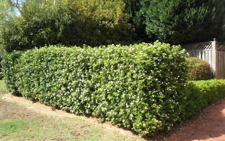 Orange Jasmine: Curiosities, How to Care and Photos
