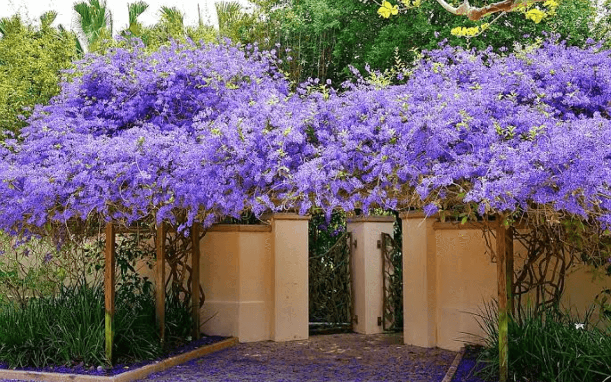 Image Name Petrea volubilis decoration