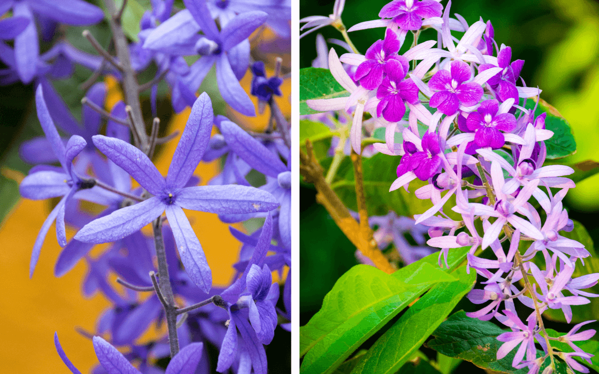 Image Name Petrea volubilis flowers