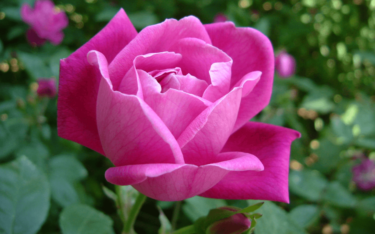 Image Name Rosa Chinensis with pink flower