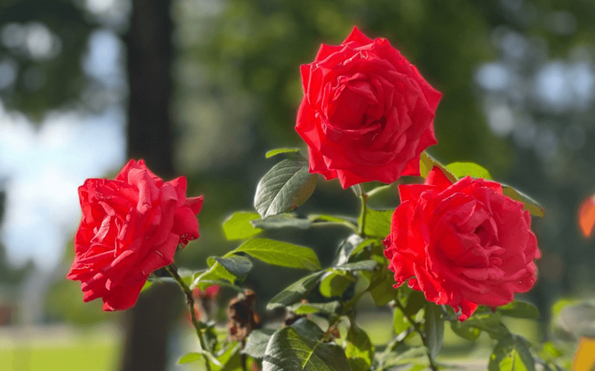 Image Name Rosa Chinensis with red flowers 1