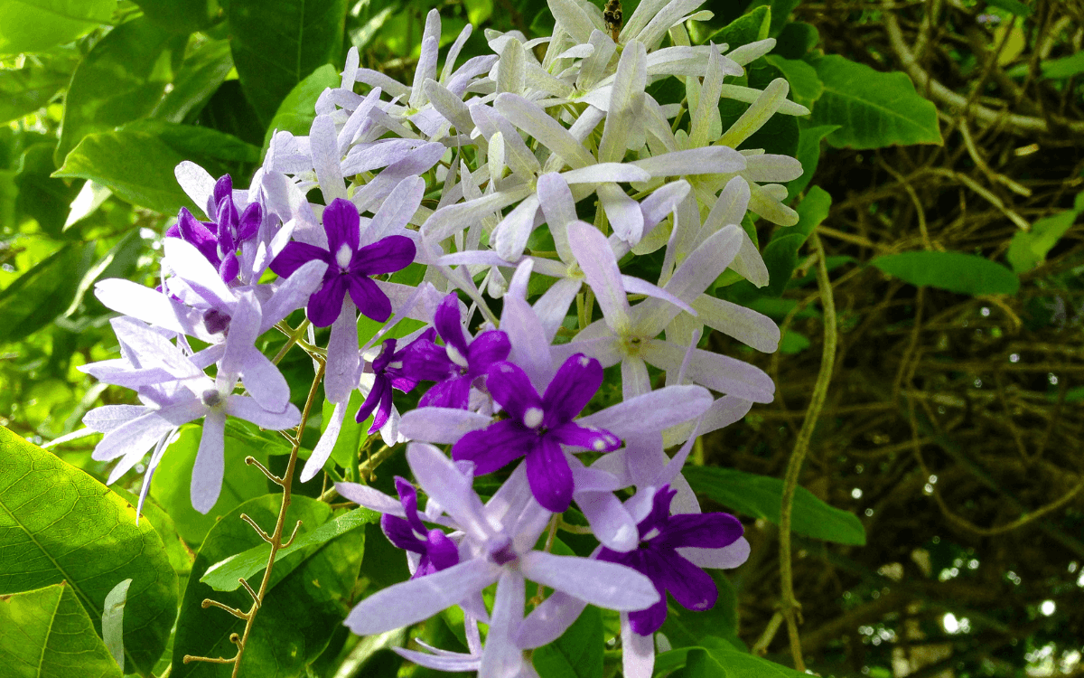 Image Name Sandpaper Vine flowers