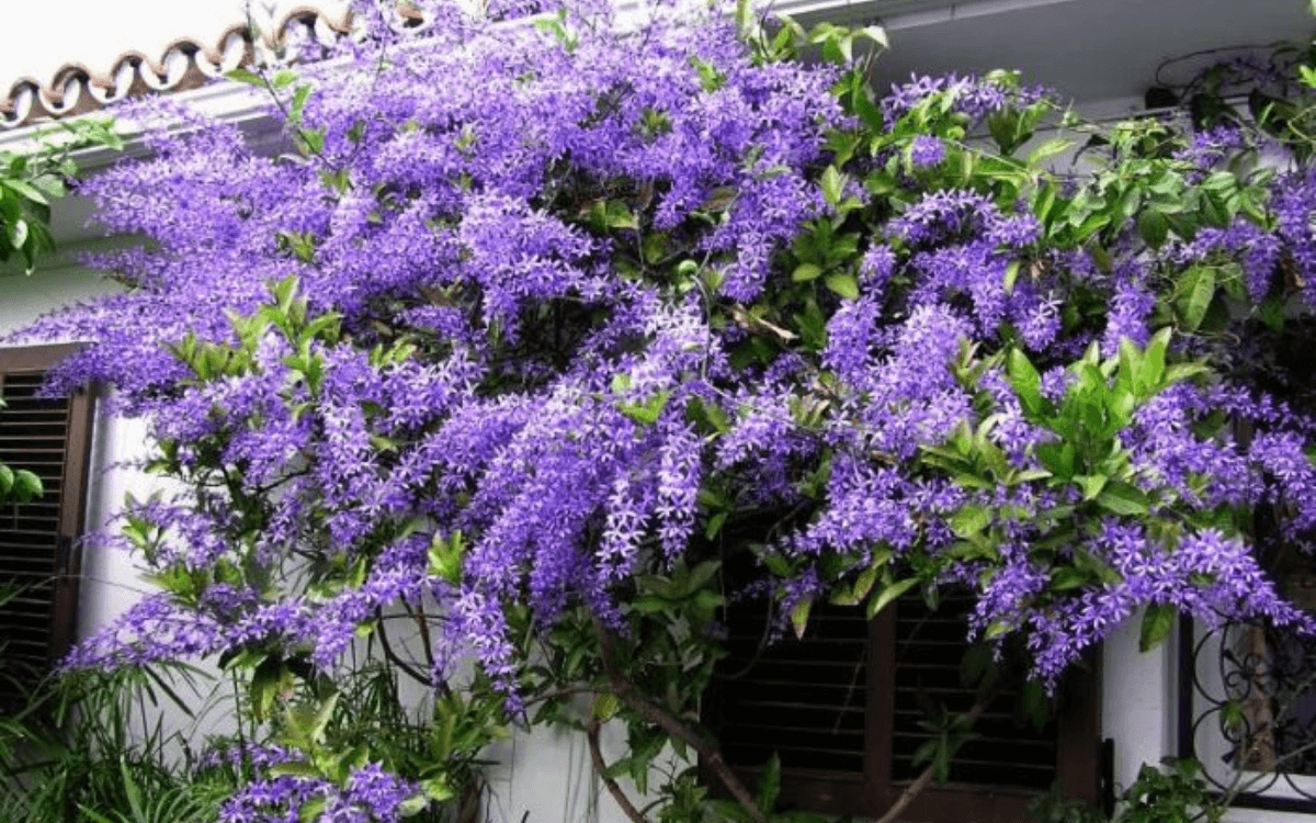 Image Name Sandpaper Vine in decoration